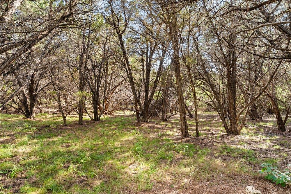 17042  Trail of the Woods None, photo 8